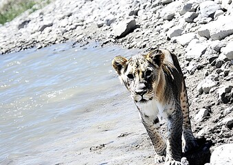 Poster - Young lioness walking near water.