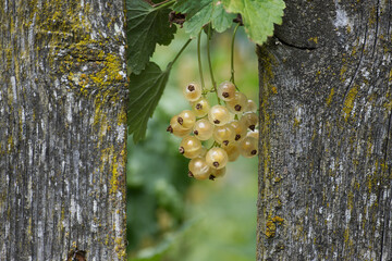 Wall Mural - Bunch of white currants growing out of a wooden fence