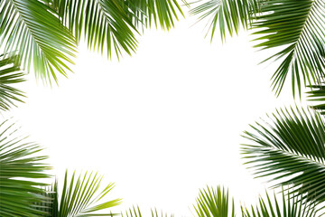 Wall Mural - png real palm leaves leaf background tropical.