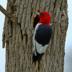 Wall Mural - Red-headed Woodpecker on Tree Trunk