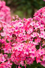 Wall Mural - Phlox paniculata fragrant flowers in the garden.