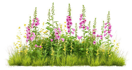 Wall Mural - PNG Foxgloves flowers blossoms yellow.