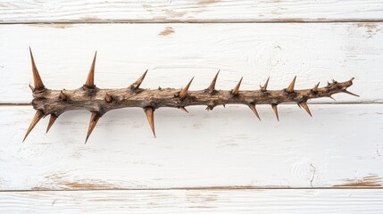 Poster - Raw northern spike on a rustic white wooden background highlighting natural textures and sharp thorns for artistic and botanical themes