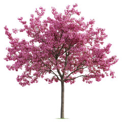 png cercis canadensis tree outdoors blossoms spring.