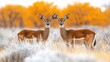 © aritha - Impala pair, savanna grassland, autumn foliage, wildlife viewing