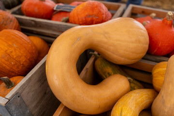 Wall Mural - Crates filled with curved tan squash and pumpkins at a farm stand