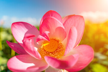 Wall Mural - A pink lotus flower sways in the wind, Nelumbo nucifera. Against the background of their green leaves. Lotus field on the lake in natural environment.