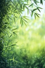 Wall Mural - Bamboo Tree Close Up,