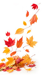 Wall Mural - autumn leaves on white background