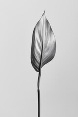 Sticker - Black and White Leaf