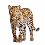 leopard isolated on white or transparent png