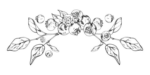 Blueberry blackberry bunch with plant leaves on branch, hand drawn in ink vector, ripe forest berry. Isolated garland botanical illustration, for restaurant, dessert cafe menu, wedding, farmers market