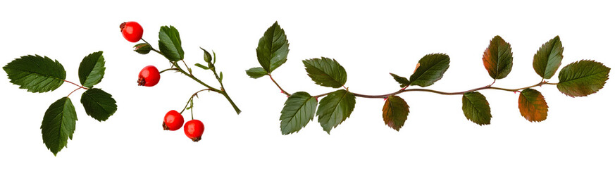 Wall Mural - set rosehip branches with red berries and green leaves. twigs with berries are isolated