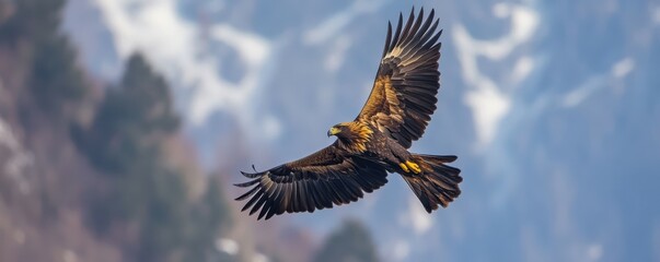 Canvas Print - A majestic eagle soaring through the sky, its wings outstretched against the backdrop of a vast blue sky.