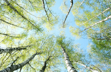 Wall Mural - bottom up view spring forest crown trees. bright green young foliage in birch forest, beautiful abstract nature background. Spring landscape in sunny day.