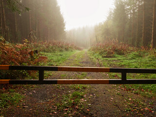 Wall Mural - Metal barrier on a road to a forest park. Fog in the background created calm surreal mood. Going for a walk or run in relaxed nature setting concept. Limiting use of car in nature theme