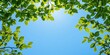Vibrant green leaves framing a clear blue sky with sunlight filtering through, offering ample copy space for spring-themed messaging.