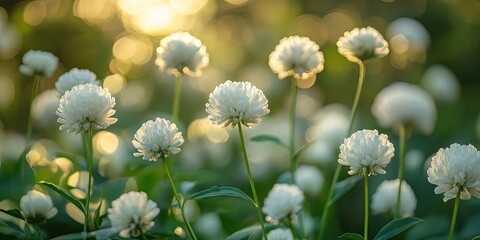 Canvas Print - Blooming white Gomphrena Celosioides flowers in a green park, surrounded by soft bokeh and warm sunlight creating a serene atmosphere.