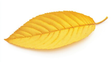 Poster - Single vibrant yellow autumn leaf isolated on pristine white background showcasing texture and color for seasonal design elements or nature themes.