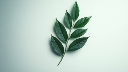 Poster - Single lush green leaf arrangement on a soft white background showcasing natural beauty and elegance in botanical design