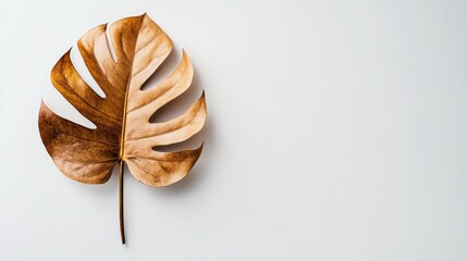 Poster - Dried brown monstera leaf against a clean white background emphasizing nature's textures and autumn aesthetics.