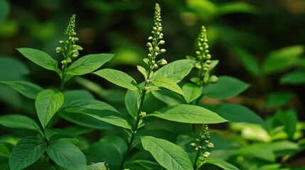 Poster - Green leaves and flower buds emerging from lush forest floor foliage in a vibrant natural environment