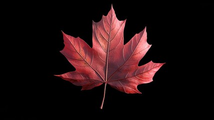 Poster - Vibrant red maple leaf isolated on black background showcasing intricate details and natural beauty of autumn foliage
