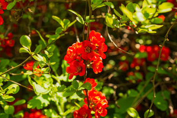 Wall Mural - Chaenomeles sargentii, Chaenomeles is a genus of three species of deciduous spiny shrubs