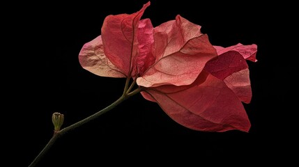 Poster - Elegant single bougainvillea flower in vivid shades against a black background highlighting delicate textures and vibrant colors.