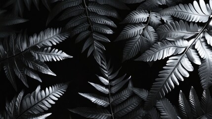 Poster - Monochrome close-up of silver fern leaves creating a textured botanical background in shades of grey and black.