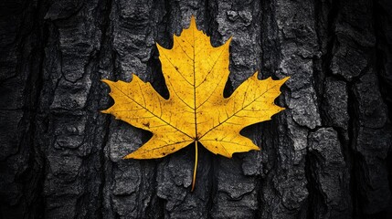 Poster - Vibrant yellow maple leaf resting on textured dark tree trunk background showcasing nature's seasonal beauty and contrast.
