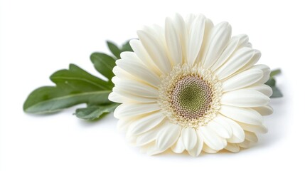 Poster - Delicate white flower with green center on minimalistic white background perfect for nature and beauty concepts or greeting card designs