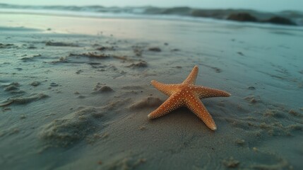 Poster - Lone starfish resting on a sandy beach with gentle waves in the background during a tranquil coastal sunset