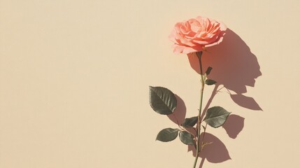 Aufkleber - Delicate pink rose against soft neutral background highlighting natural beauty and simplicity in floral design