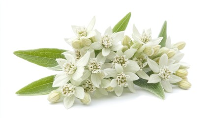 Poster - Sinningia canescens edelweiss delicate white flowers with green leaves on a white background showcasing natural beauty and elegance.