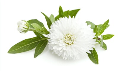 Aufkleber - Single white aster flower with leaves and unopened bud on a white background showcasing intricate petal details in a macro close-up shot