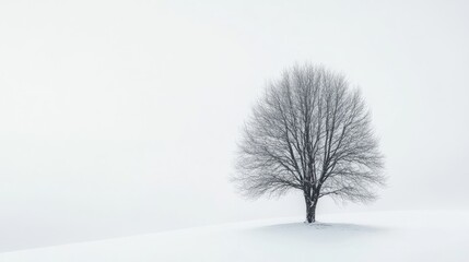 Aufkleber - Solitary bare tree on snowy landscape with white background representing tranquility and solitude in winter season.