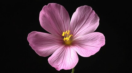 Poster - Beautiful close-up of a delicate pink Primrose flower showcasing its intricate petals and vibrant yellow stamen against a black background.