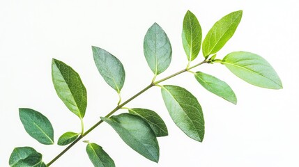 Poster - Detailed close-up of green chochos leaves on white background showcasing their texture and vibrant color for botanical and nature themes.