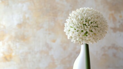 Aufkleber - White onion flower arrangement in a simple vase against a soft textured background highlighting natural beauty and elegance in decor.
