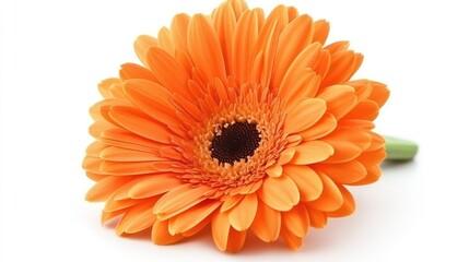 Aufkleber - Vibrant Orange Gerbera Daisy Blossom Isolated on Clean White Background for Floral Design and Decoration Purposes