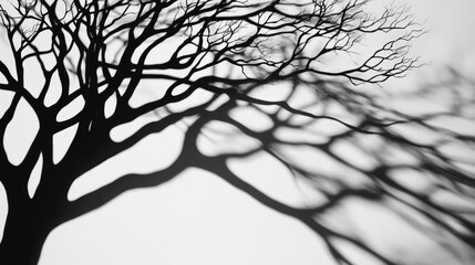 Poster - Black and White Abstract Tree Shadows Evoking Contemporary Art Minimalist Design Seasonal Aesthetic for Modern Backgrounds