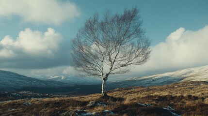 Wall Mural - Solitary silver birch tree standing in the wild landscape under a cloudy sky with mountains in the background during winter season