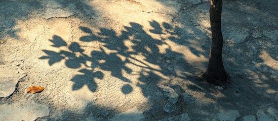 Poster - Shadow of leafy tree on textured concrete surface highlighting nature's beauty and interplay of light and shadow in an outdoor setting