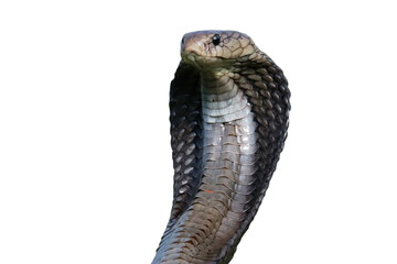 Wall Mural - naja sputatrix closeup head on isolated background, javanese cobra snake closeup in a defensive posi