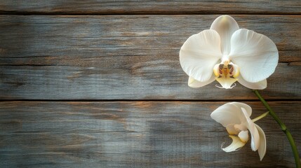 Aufkleber - Elegant White Orchid on Textured Rustic Wooden Surface with Soft Focus and Ample Space for Text or Design Elements