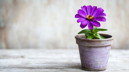 Poster - Purple zinnia flower in a rustic pot highlighting vibrant color against a wooden background for gardening and floral decor themes