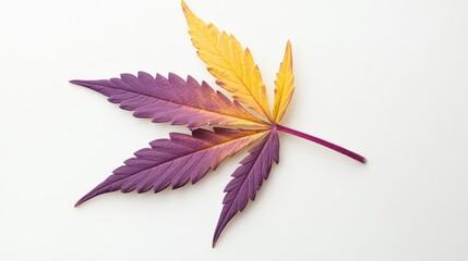 Poster - Vibrant purple and yellow cannabis leaf isolated on a white background showcasing unique coloration and intricate leaf structure.