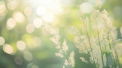 Aufkleber - Gentle Soft Natural Light with Blurred Background of Grass and Foliage for Artistic and Tranquil Visuals