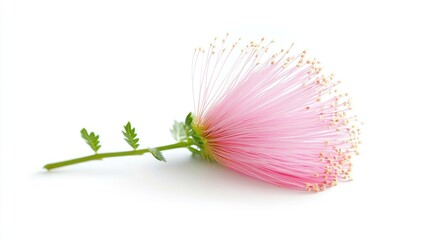 Aufkleber - Single Mimosa Flower with Delicate Pink Filaments on White Background Perfect for Nature and Floral Themes